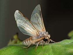 Thaumetopoea Pityocampa: Especie d'insecto