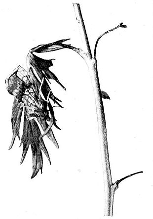 Fig. 2. Golden Plusia at rest. (Photo by H. Main.)