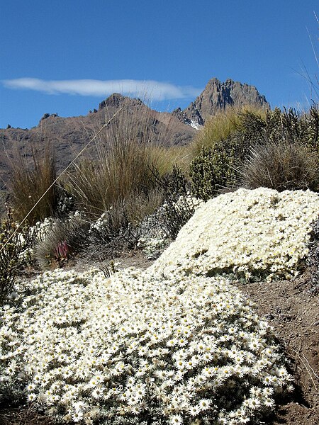 File:Mount Kenya helicrisum.jpg