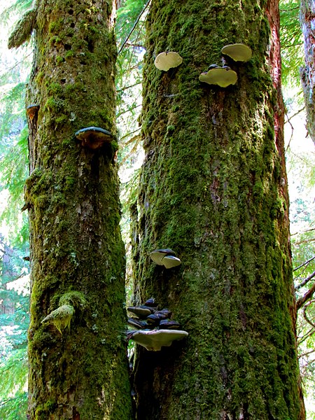 File:Mount Rainier National Park (9290451842).jpg