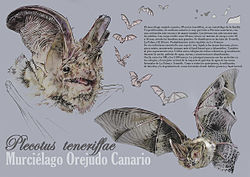 Murciélago Orejudo Canario - Aarón Rodríguez Díaz.jpg