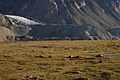 Musk oxen in valley - panoramio (2).jpg
