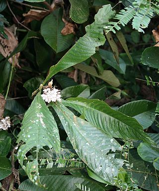 <i>Mycetia</i> Genus of flowering plants