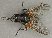 Mydaea setifemur laki-laki, Llysfaen, North Wales, juli 2012 (16615154710).jpg