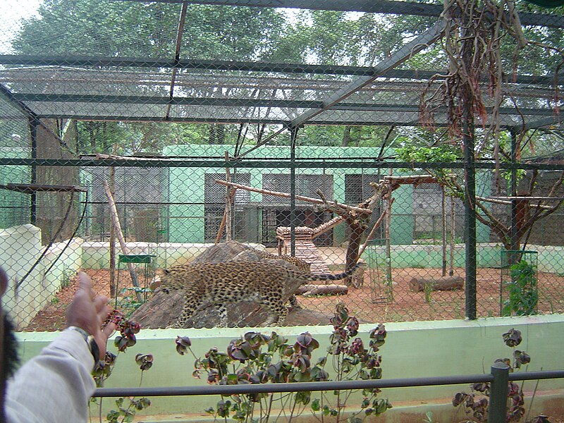 File:Mysore Zoo - 19.JPG