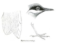 Details of morphology MystacornisCrossleyiPZSL1870.jpg