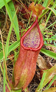 <i>Nepenthes suratensis</i> species of plant