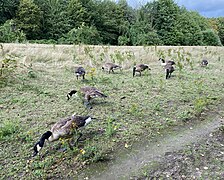 Kanadagänse ohne Scheu auf der Nordseite des Elbsees