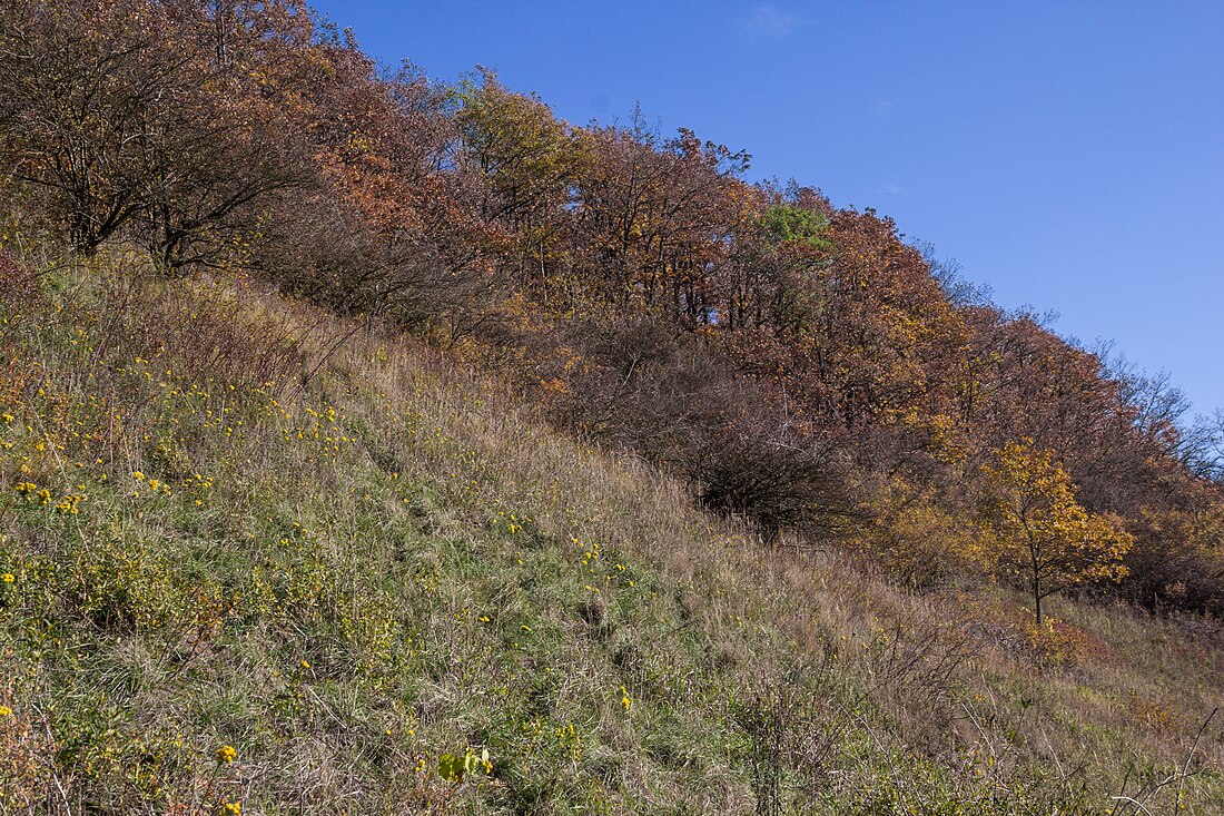 Halbtrockenrasen am Schwanberg