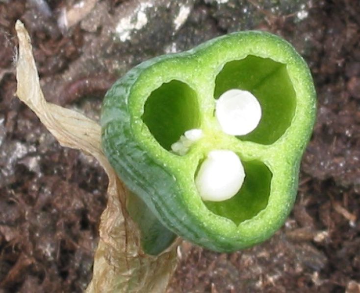 Ficheiro:Narcis zaadhokken.jpg