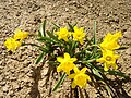 Narcissus asturiensis subsp. jacetanus