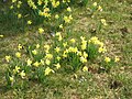 Narcissus pseudonarcissus subsp. pseudonarcissus habitat