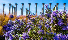 The National Arboretum and its National Capitol Columns monument