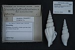 Miniatuur voor Bestand:Naturalis Biodiversity Center - RMNH.MOL.178244 - Doxander vittatus apicatus (Man in 't Veld &amp; Visser, 1993) - Strombidae - Mollusc shell.jpeg