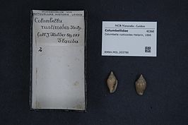 Columbella rusticoides