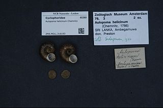 <i>Aulopoma helicinum</i> Species of gastropod