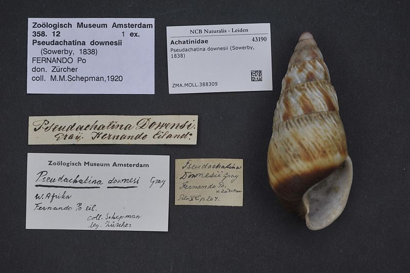 File:Naturalis Biodiversity Center - ZMA.MOLL.388309 - Pseudachatina downesii (Sowerby, 1838) - Achatinidae - Mollusc shell.jpeg