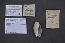 Центр биоразнообразия Naturalis - ZMA.MOLL.95998 - Olivancillaria carcellesi Klappenbach, 1965 - Olividae - Mollusc shell.jpeg