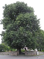 1 linden tree