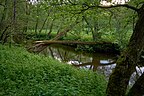 Schalkenmehren, Powiat Vulkaneifel, Nadrenia-Palat