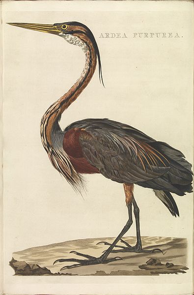 File:Nederlandsche vogelen (KB) - Ardea purpurea (352b).jpg