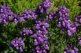 Nemesia 'Fleurie Blue'