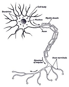 Nerve.nida.jpg