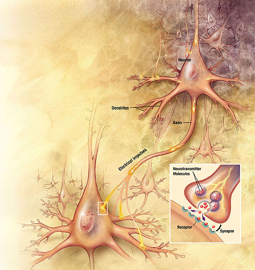 Neurons big1