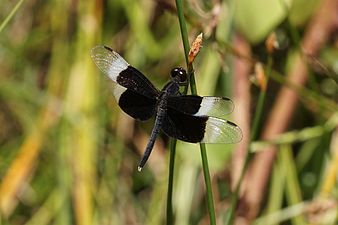 Pied Paddy Skimmer Neurothemis tullia