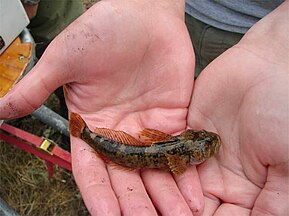 Wood River sculpin