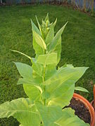 Nicotiana tabacum (Pianta del tabacco)