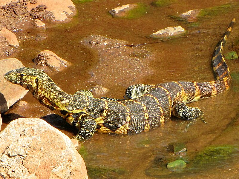 File:Nile Monitor, Lake Manyara.jpg