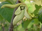 Nitidulidae's beetle visiting cherimoya's flowers.jpg