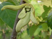 Nitidulidae's beetle on cherimoya flower, Jundiai, Brazil Nitidulidae's beetle visiting cherimoya's flowers.jpg