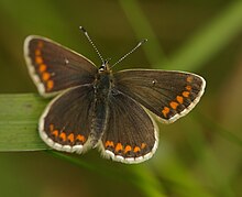 Northern brown argus Northern brown argus 1.JPG