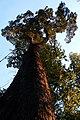 Coigüe (Nothofagus dombeyi)