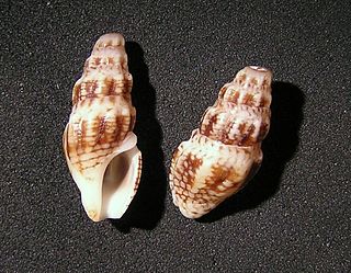 <i>Nquma rousi</i> Species of gastropod