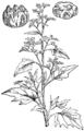 Neprava metla [sic!]. Chenopodium hybridum. Illustration #289 in Martin Cilenšek, Naše škodljive rastline, Celovec (1892)