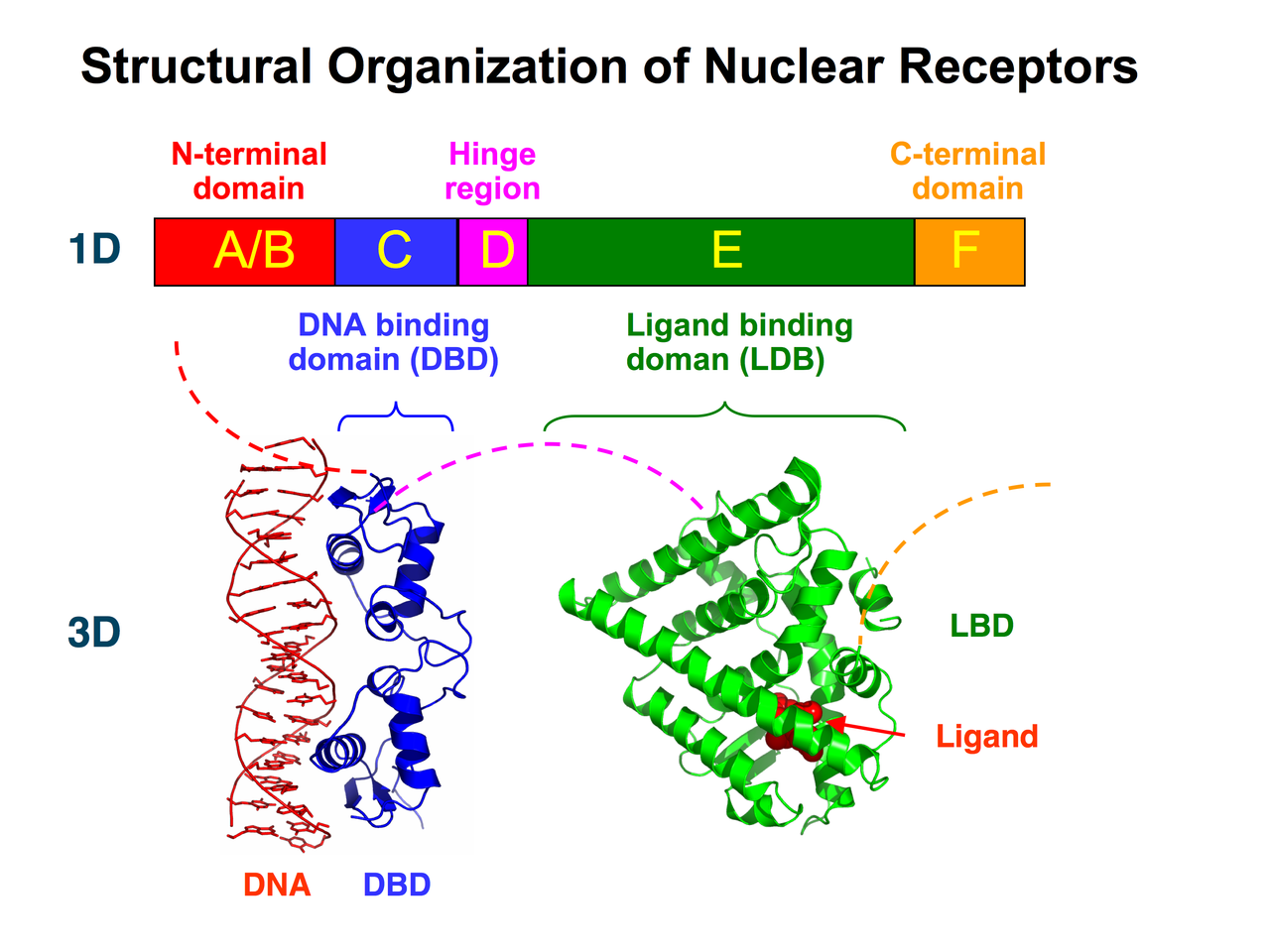 Kinesthesis receptor cells