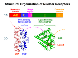 Mineralocorticoid receptor