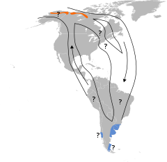 Possível distribuição do maçarico-esquimó