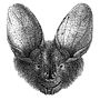 Thumbnail for Large-eared slit-faced bat