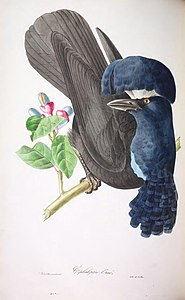 brillans Oiseaux du Brésil (20.119.828.023) .jpg
