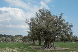 Старовинна олива (Olea europaea)
