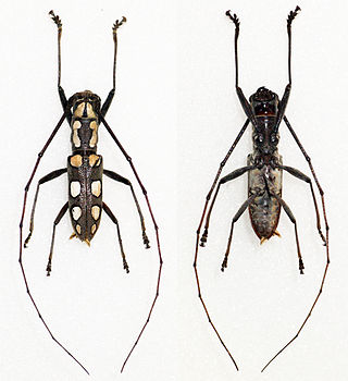 <i>Olenecamptus</i> Genus of beetles
