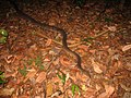 Olive Python (Liasis olivaceus) (8240259720).jpg