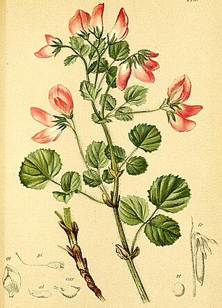 <i>Ononis rotundifolia</i> Species of legume