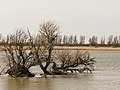 Oostvaardersplassen. Nieuwe natuur op de bodem van de voormalige Zuiderzee.