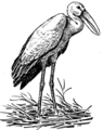 Openbill (PSF).png