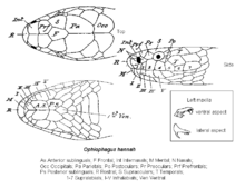 King cobra - Wikipedia